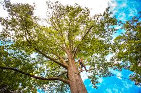 Best Pest Control for Lawns  in Edinburg, VA