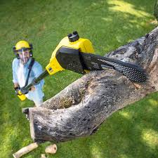 Best Leaf Removal  in Edinburg, VA
