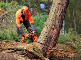 Best Tree Trimming and Pruning  in Edinburg, VA