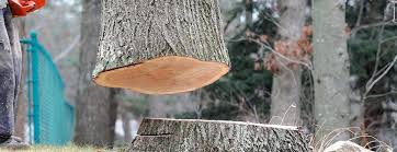 Best Tree Removal  in Edinburg, VA