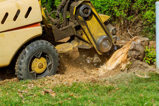 Best Organic Lawn Care Solutions  in Edinburg, VA