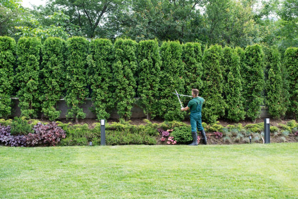 Best Root Management and Removal  in Edinburg, VA