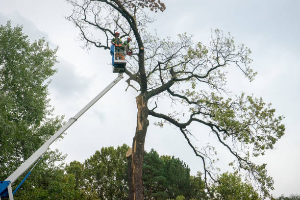 Best Hedge Trimming  in Edinburg, VA