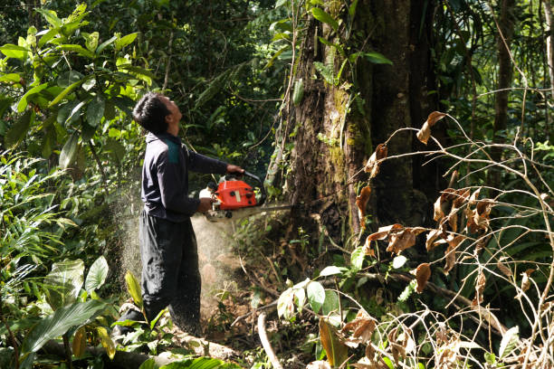 Best Arborist Consultation Services  in Edinburg, VA
