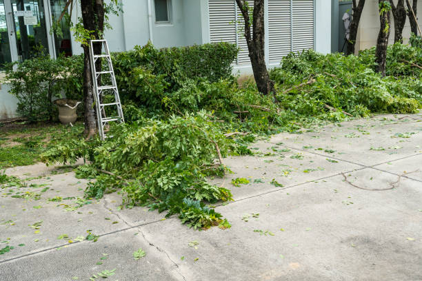  Edinburg, VA Tree Services Pros