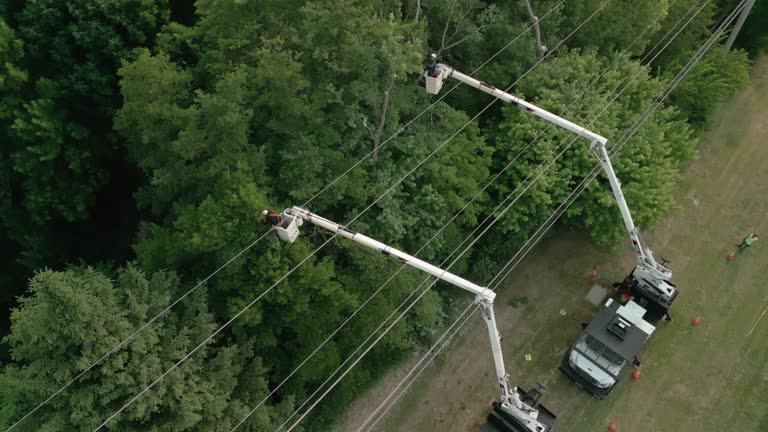 How Our Tree Care Process Works  in  Edinburg, VA