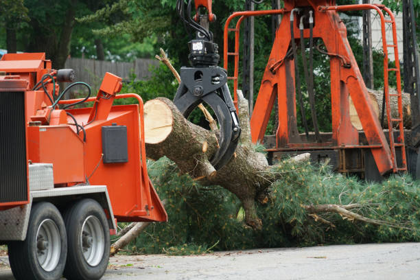Best Palm Tree Trimming  in Edinburg, VA