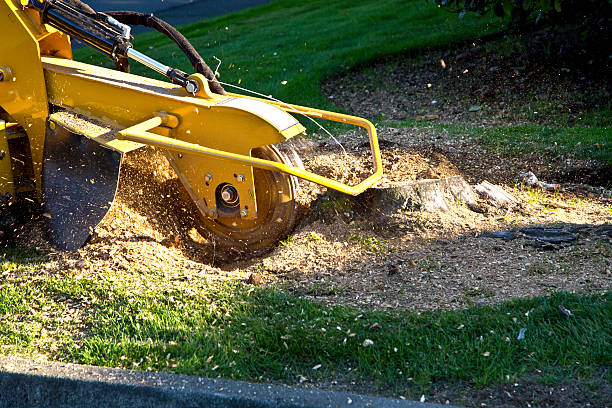 Reliable Edinburg, VA Tree Services Solutions