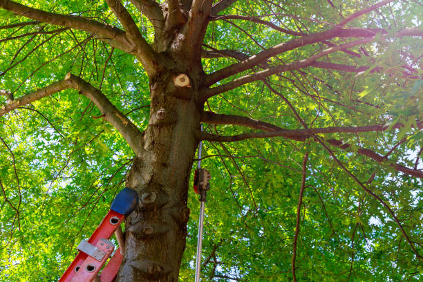 Best Tree Mulching  in Edinburg, VA